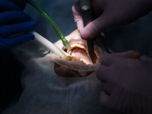 Сертификат ассистента стоматолога где получить