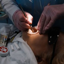 Обучение на зубного врача